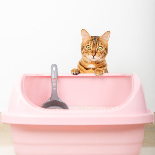 What is the Ideal Size for Your Cat's Litter Box?