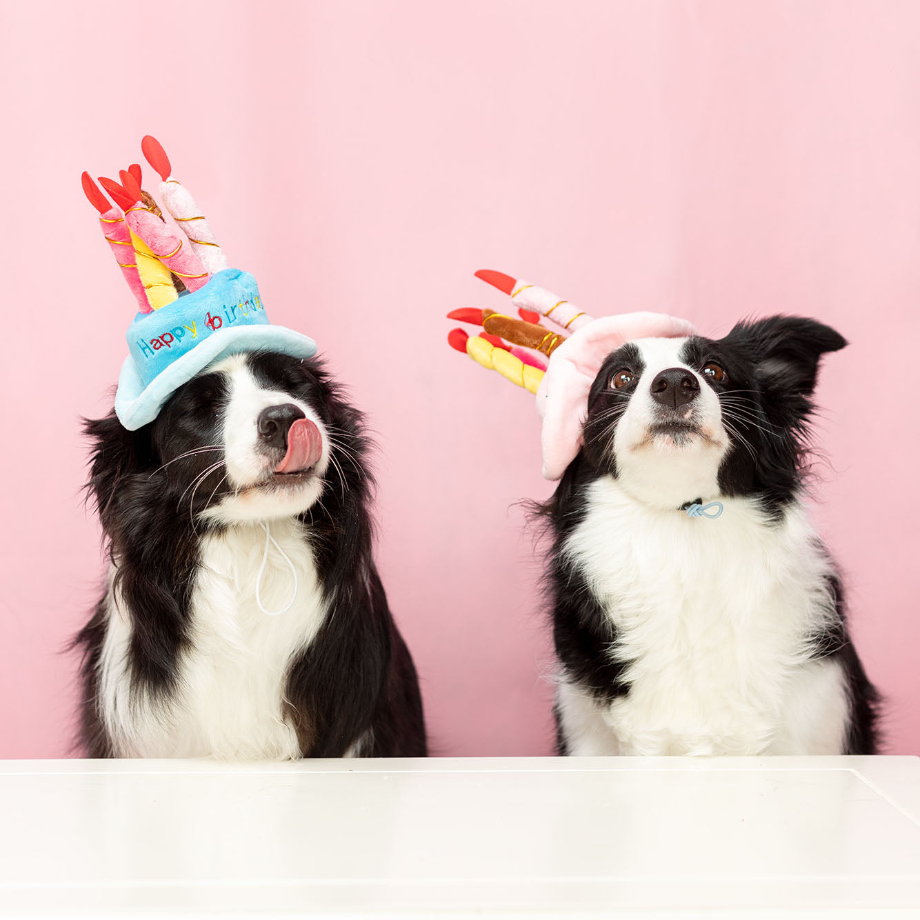 Birthday Pawty Hat (2 Colors)