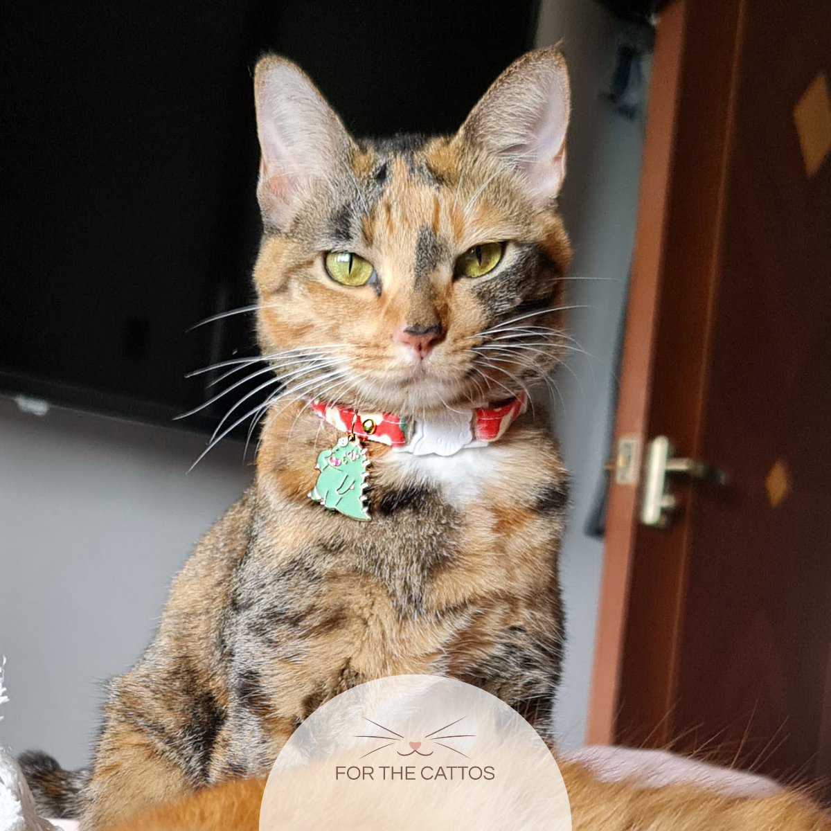 Cute Dino Cat Collar