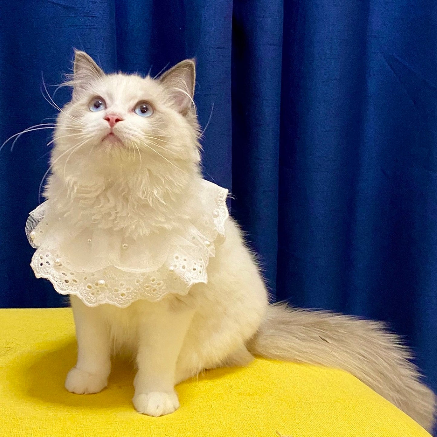 Edelweiss Cat Bib