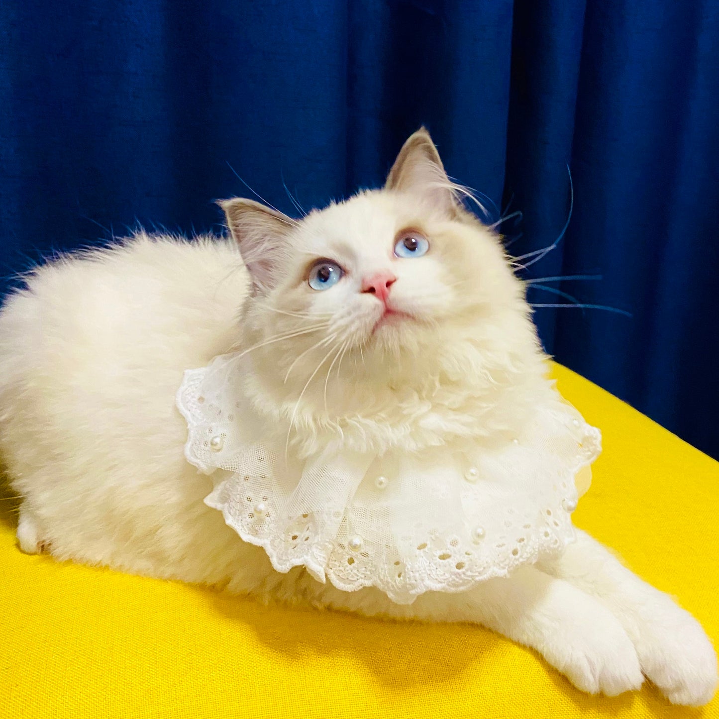 Edelweiss Cat Bib