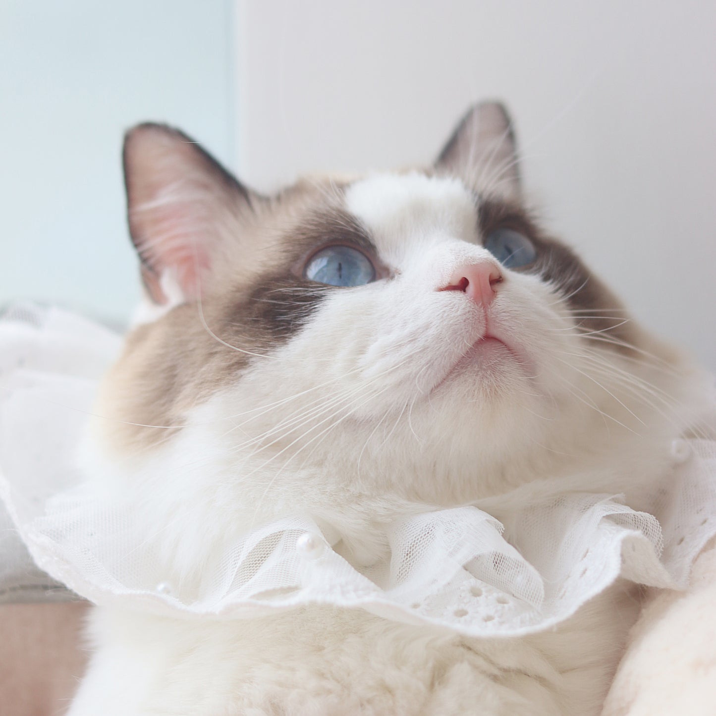 Edelweiss Cat Bib