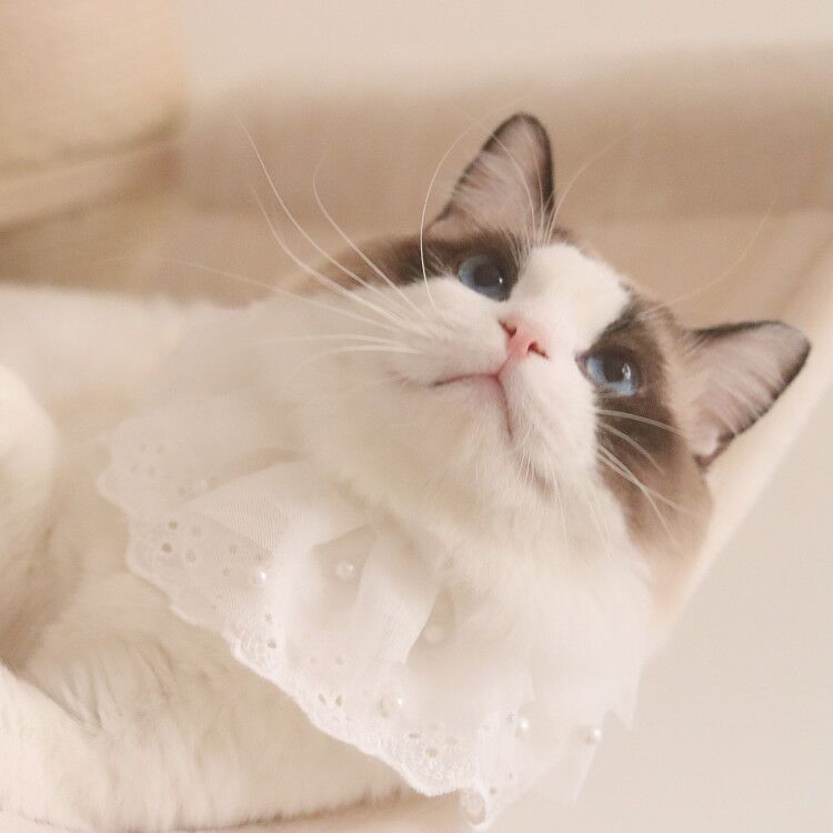 Edelweiss Cat Bib