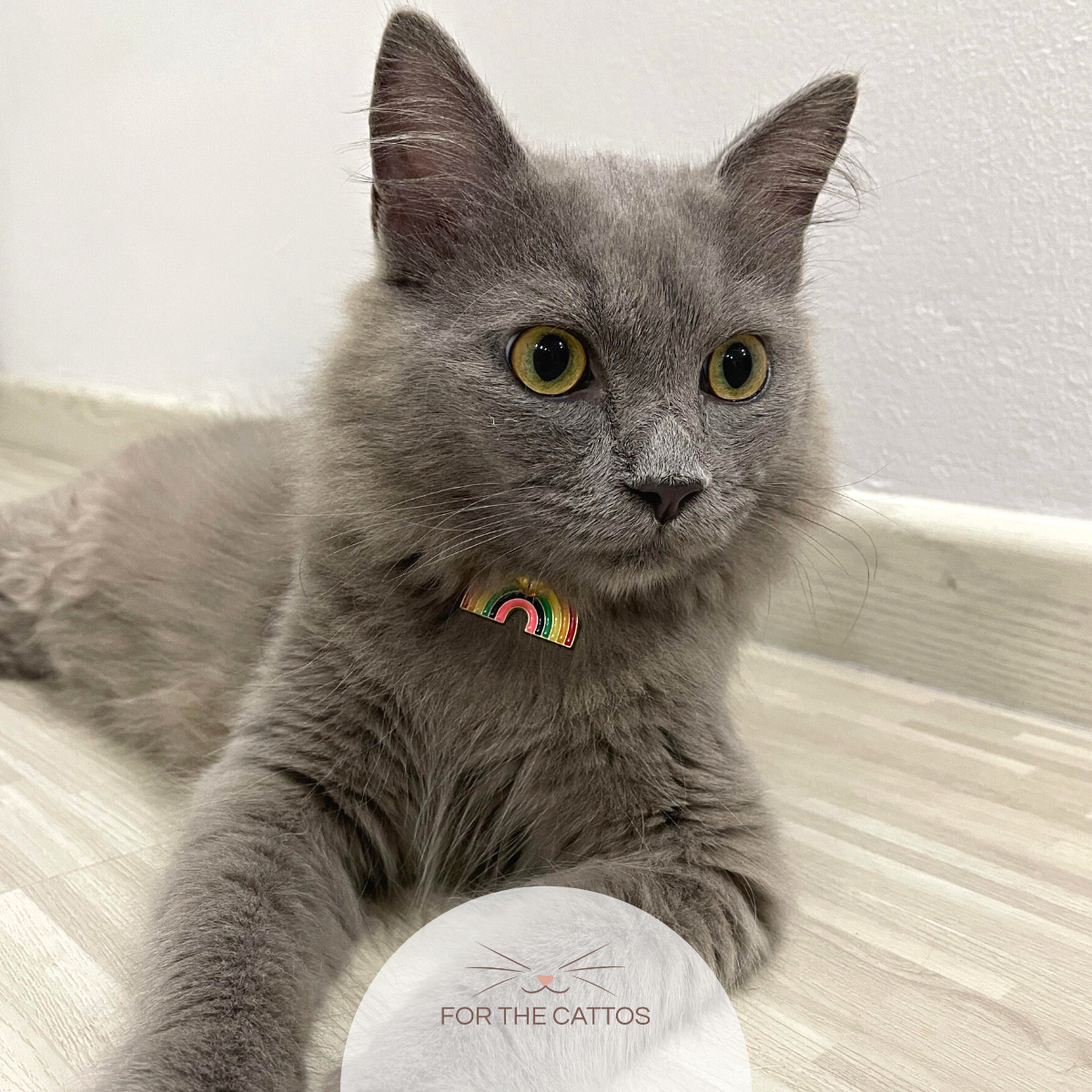 Hearts & Rainbow Cat Collar