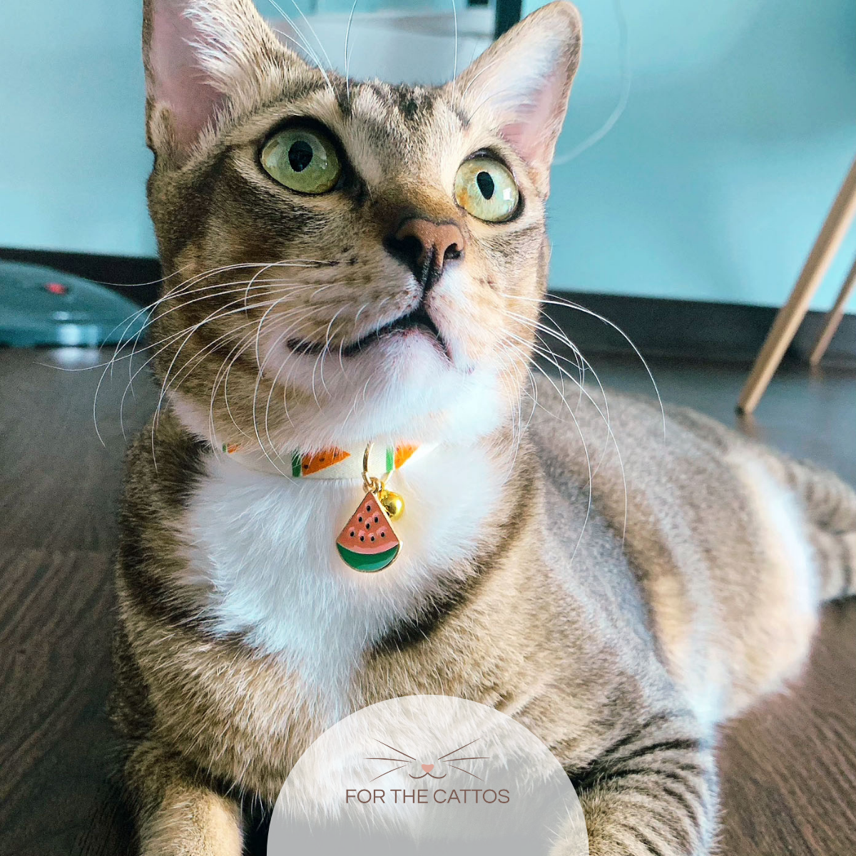Juicy Watermelon Cat Collar