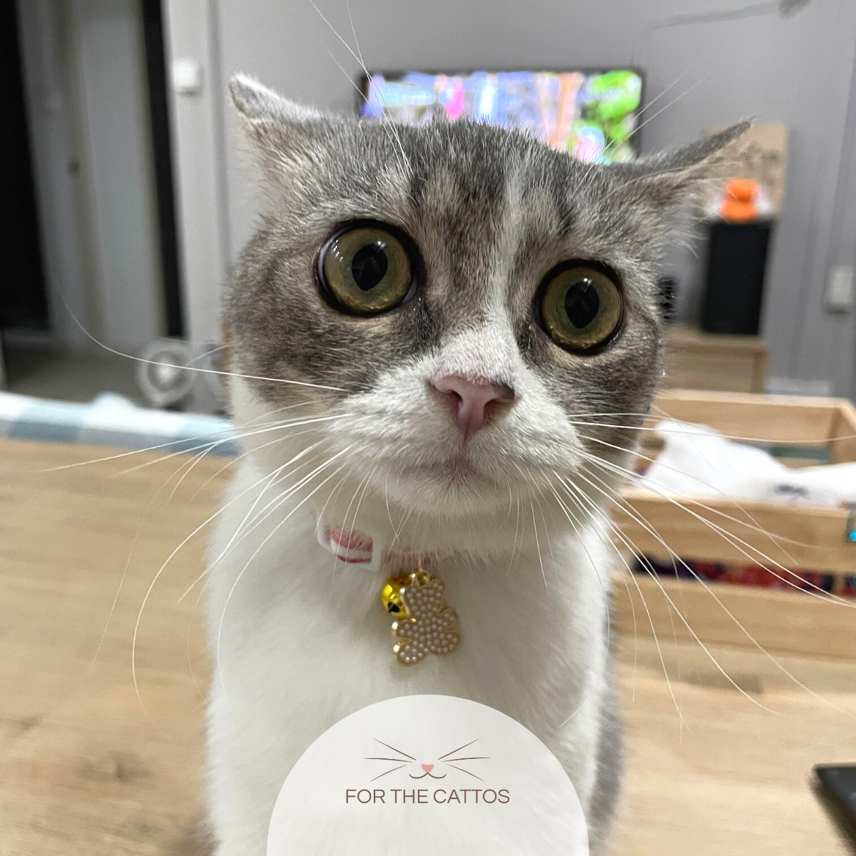 Strawberries & Pearl-Teddy Cat Collar