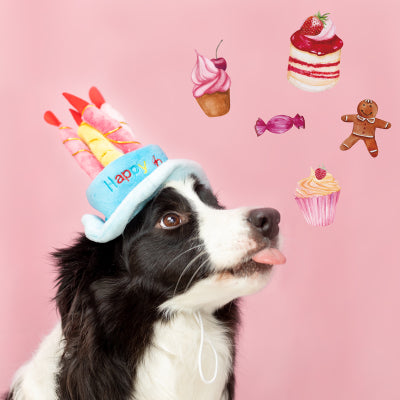 Birthday Pawty Hat (2 Colors)