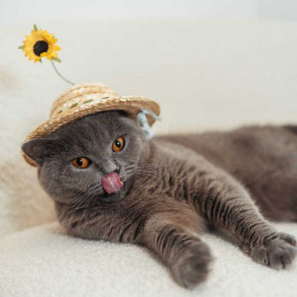 A cat, a straw hat, and a truck turn out to be a perfectly adorable summer  combination 【Video】