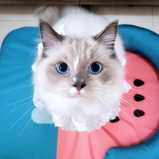 Watermelon Popsicle Cooling Cat Bed