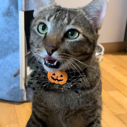Gourd-geous Cat Collar